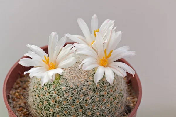 Flores de cactus — Foto de Stock