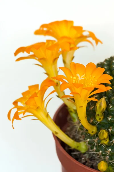 Цветы кактуса — стоковое фото