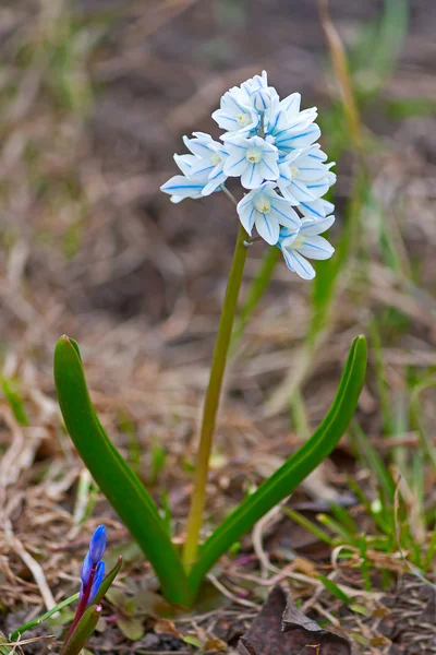 Frühlingsblumen — Stockfoto