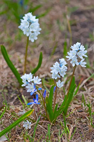 Kwiaty wiosenne — Zdjęcie stockowe