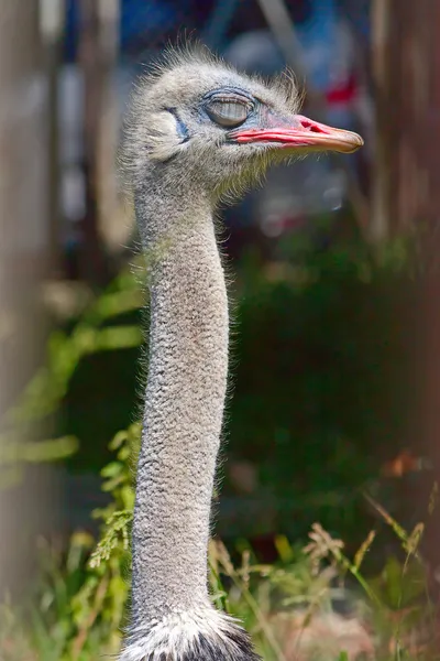 Ostrich is sleeping — Stock Photo, Image