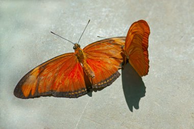 Kelebekler