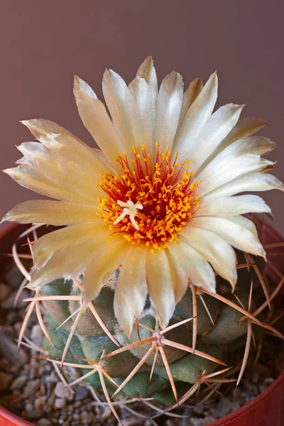 Flor de cacto — Fotografia de Stock