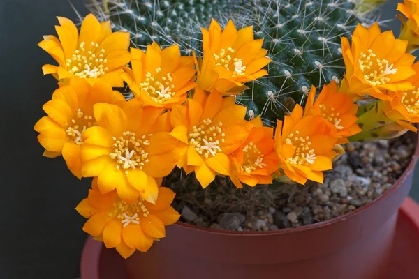 Kakteenblüten — Stockfoto