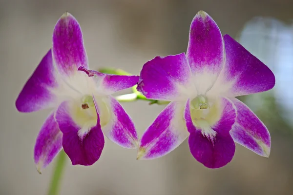 Orchidées — Photo