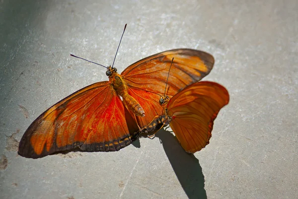 Mariposas. — Foto de Stock