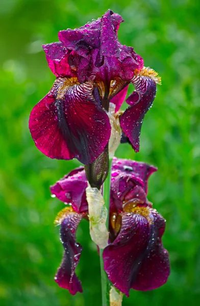 Irises — Stock fotografie