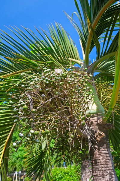 Palmboom met vruchten — Stockfoto