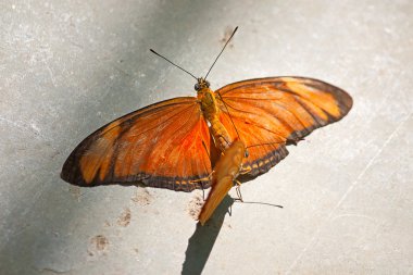 Kelebekler