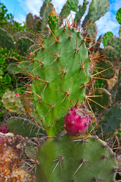 Fruits of prickly pear — Stock Photo, Image