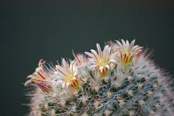 仙人掌花 — 图库照片