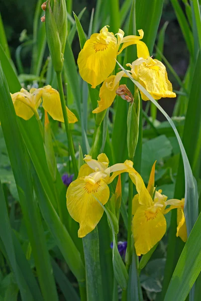 Irises — Stock fotografie