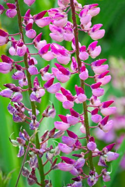 acı bakla çiçeği