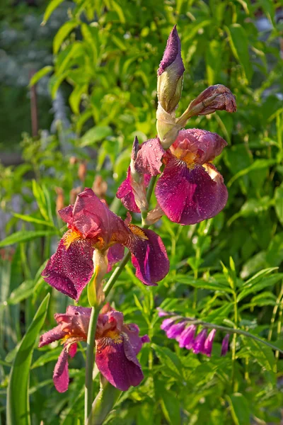 Irises — Stock Photo, Image