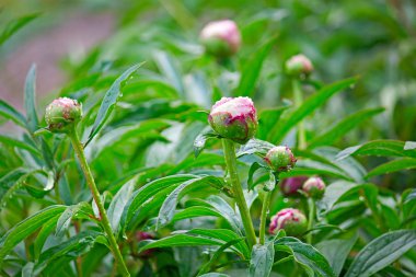 çiçek tomurcukları peonies
