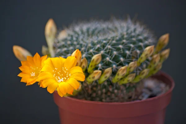 Kakteenblüten — Stockfoto