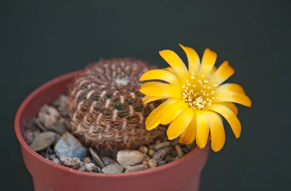 Flores de cactus — Foto de Stock