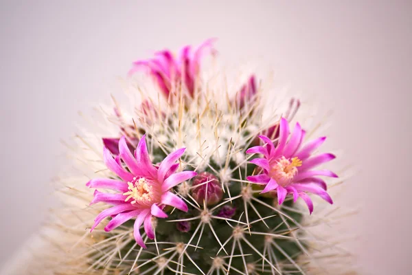 Kakteenblüten — Stockfoto