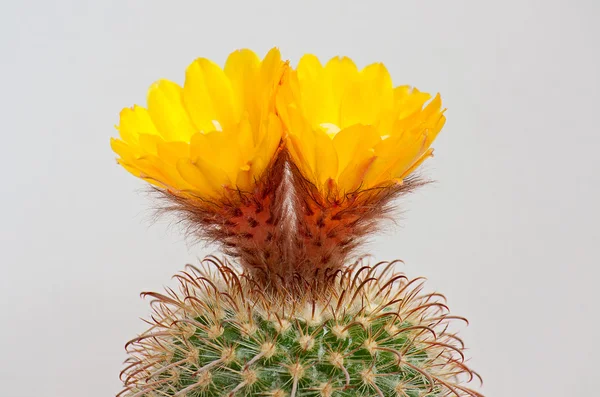 Cactus bloemen — Stockfoto