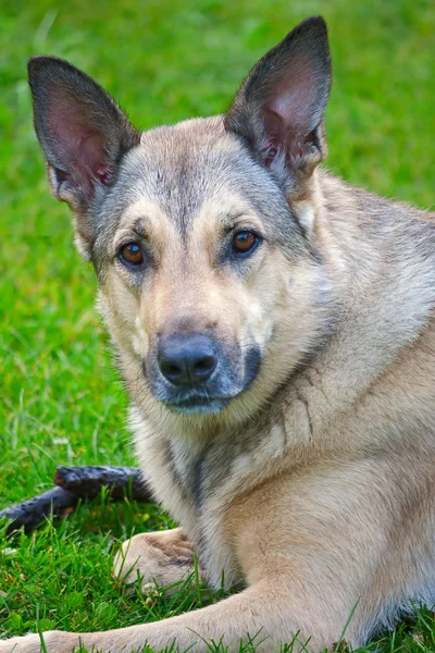 Hond op gras — Stockfoto