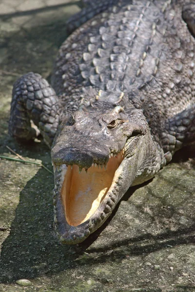 Crocodile — Photo