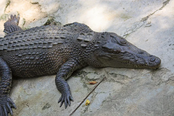 Coccodrillo — Foto Stock