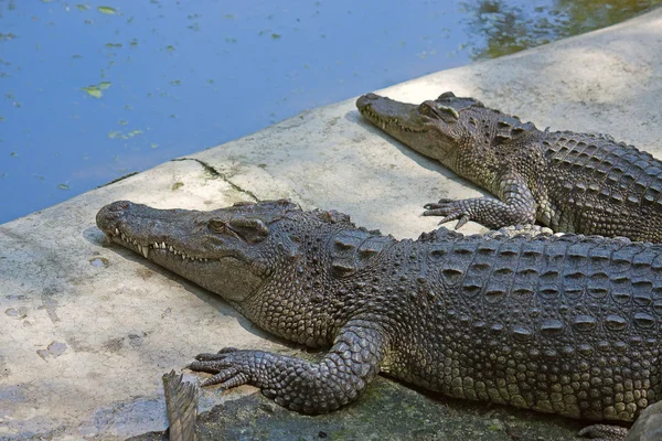 Crocodiles — Stock Photo, Image