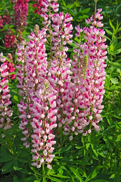 Lupine flowers — Stock Photo, Image