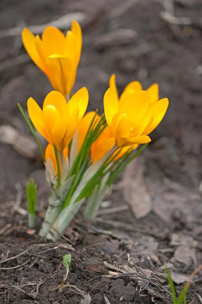 Çiğdemler — Stok fotoğraf