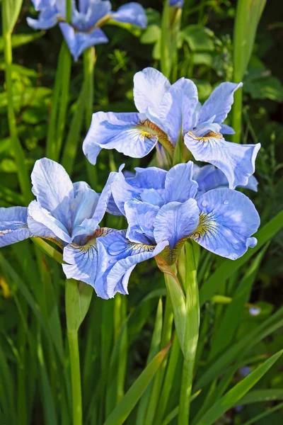 Irises Royalty Free Stock Obrázky