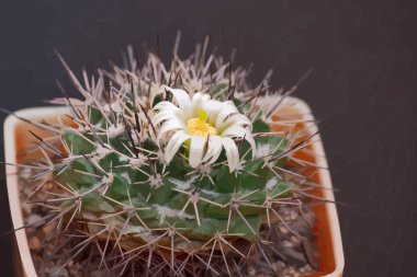 kaktüs çiçeği
