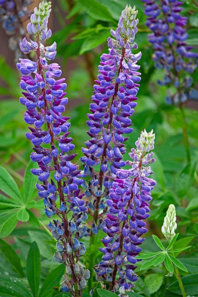 Flores lupinas — Foto de Stock