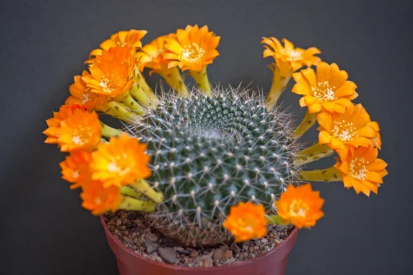 Flores de cactus — Foto de Stock