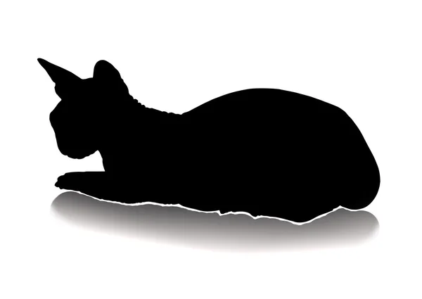 Kattensilhouet — Stockfoto