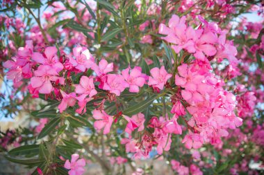 Oleander çiçekleri yakın plan..