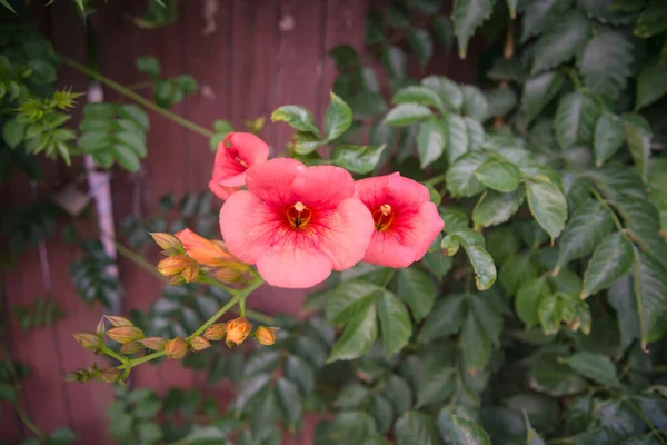 Gartenblumen Aus Nächster Nähe — Stockfoto