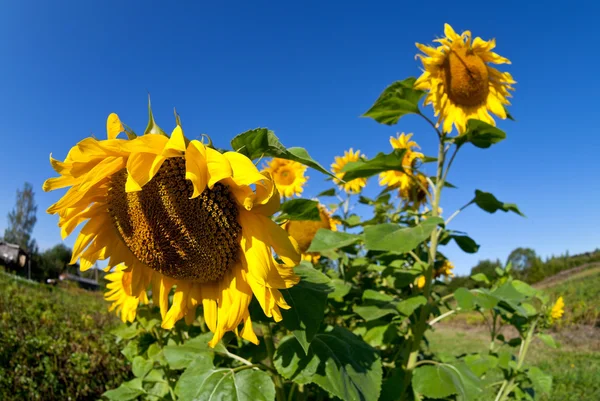 Hermosos girasoles amarillos sobre fondo azul del cielo — Foto de Stock