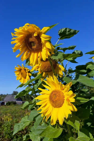 Schöne gelbe Sonnenblumen vor blauem Himmel Hintergrund — Stockfoto