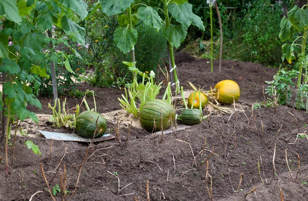 Pompoenen kweken in een veld — Stockfoto