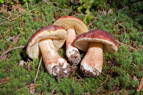 Three Forest mushrooms in the green grass. — Stock Photo, Image