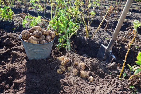 Skörda potatis — Stockfoto