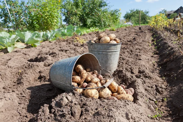 Skörda potatis — Stockfoto