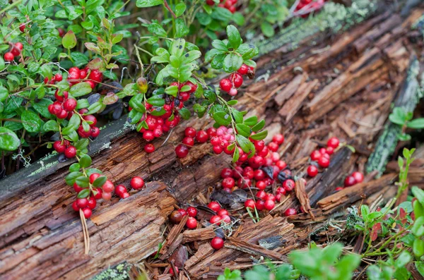 Wilde rode bessen in het forest — Stockfoto