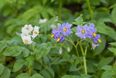 patates bitkisinin beyaz ve mavi çiçek yakın çekim