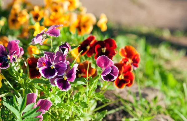 Viola o margherite Primo piano in un giardino — Foto Stock