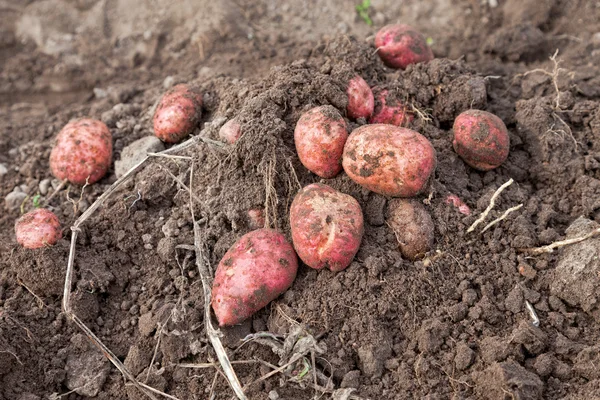 A first harvest of organically grown new potatoes — Stock Photo, Image