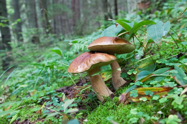 Jamur hutan di rumput Stok Foto