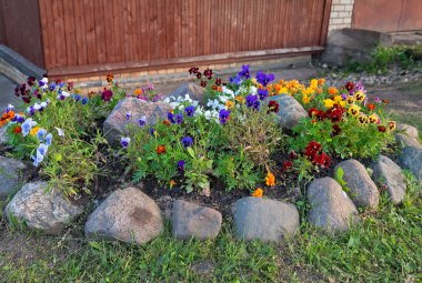 viyola veya Bahçe Hercai Menekşe