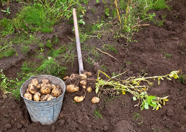 Raccolta delle patate . — Foto Stock