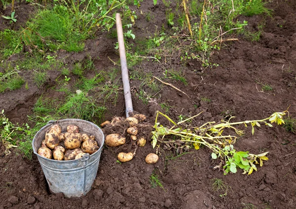 Skörda potatis. — Stockfoto